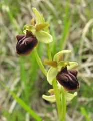 Ophrys sphegodes subsp. sphegodes Miller