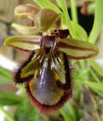 Ophrys speculum Link