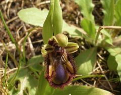 Ophrys speculum Link