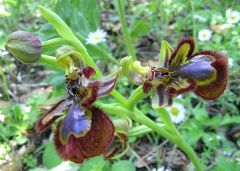 Ophrys speculum Link