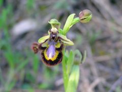 Ophrys speculum Link