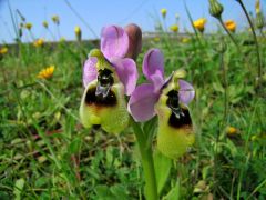 Ophrys tenthredinifera Willd.