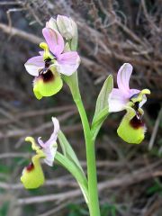 Ophrys tenthredinifera Willd.