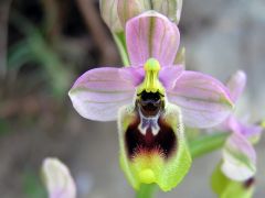 Ophrys tenthredinifera Willd.