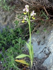 Ophrys tenthredinifera Willd.