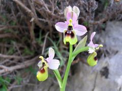 Ophrys tenthredinifera Willd.