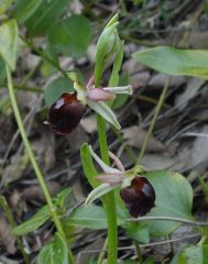 Ophrys exaltata Ten. subsp. morisii (Martelli) Del Prete