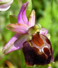 Ophrys exaltata Ten. subsp. morisii (Martelli) Del Prete