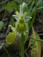 Ophrys exaltata Ten. subsp. morisii (Martelli) Del Prete