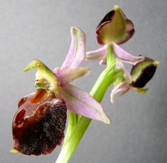 Ophrys exaltata Ten. subsp. morisii (Martelli) Del Prete