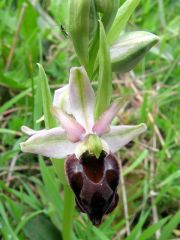 Ophrys exaltata Ten. subsp. morisii (Martelli) Del Prete