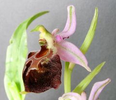 Ophrys exaltata Ten. subsp. morisii (Martelli) Del Prete