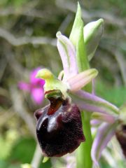 Ophrys exaltata Ten. subsp. morisii (Martelli) Del Prete