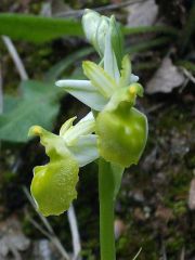 Ophrys exaltata Ten. subsp. morisii (Martelli) Del Prete