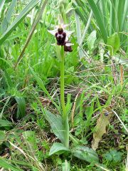 Ophrys exaltata Ten. subsp. morisii (Martelli) Del Prete