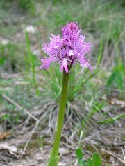 Orchis italica Poiret