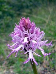 Orchis italica Poiret