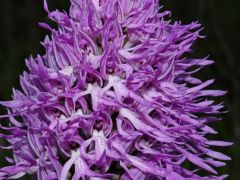 Orchis italica Poiret