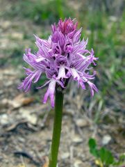 Orchis italica Poiret