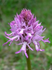 Orchis italica Poiret