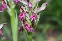 Anacamptis coriophora (L.) R.M. Bateman, Pridgeon & M.W. Chase