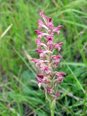 Anacamptis coriophora (L.) R.M. Bateman, Pridgeon & M.W. Chase