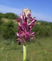 Anacamptis coriophora (L.) R.M. Bateman, Pridgeon & M.W. Chase