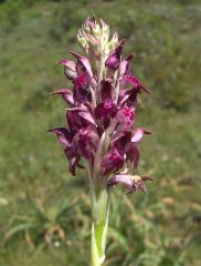 Anacamptis coriophora (L.) R.M. Bateman, Pridgeon & M.W. Chase