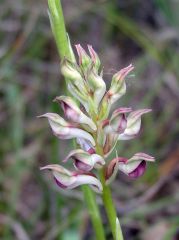 Anacamptis coriophora (L.) R.M. Bateman, Pridgeon & M.W. Chase