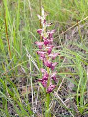 Anacamptis coriophora (L.) R.M. Bateman, Pridgeon & M.W. Chase