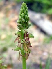 Orchis anthropophora (L.) Allioni