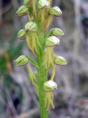 Orchis anthropophora (L.) Allioni