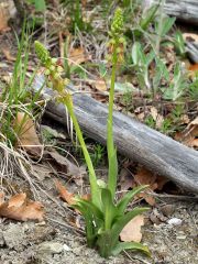 Orchis anthropophora (L.) Allioni