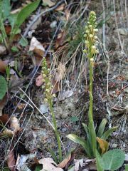 Orchis anthropophora (L.) Allioni