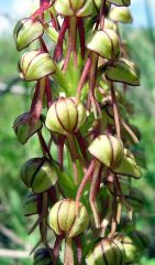 Orchis anthropophora (L.) Allioni