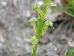 Orchis anthropophora (L.) Allioni