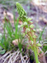 Orchis anthropophora (L.) Allioni