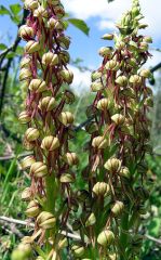 Orchis anthropophora (L.) Allioni