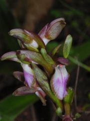 Anacamptis collina (Banks & Sol. ex Russel) R.M. Bateman, Pridgeon & M.W. Chase