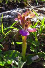 Anacamptis collina (Banks & Sol. ex Russel) R.M. Bateman, Pridgeon & M.W. Chase