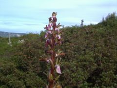 Anacamptis collina (Banks & Sol. ex Russel) R.M. Bateman, Pridgeon & M.W. Chase