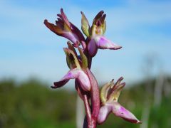 Anacamptis collina (Banks & Sol. ex Russel) R.M. Bateman, Pridgeon & M.W. Chase