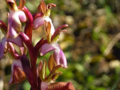 Anacamptis collina (Banks & Sol. ex Russel) R.M. Bateman, Pridgeon & M.W. Chase