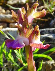 Anacamptis collina (Banks & Sol. ex Russel) R.M. Bateman, Pridgeon & M.W. Chase