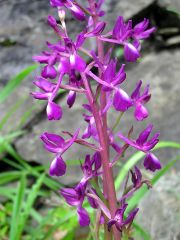 Anacamptis laxiflora (Lam.) R.M. Bateman, Pridgeon & M.W. Chase