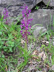 Anacamptis laxiflora (Lam.) R.M. Bateman, Pridgeon & M.W. Chase