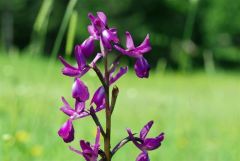 Anacamptis laxiflora (Lam.) R.M. Bateman, Pridgeon & M.W. Chase