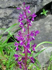 Anacamptis laxiflora (Lam.) R.M. Bateman, Pridgeon & M.W. Chase