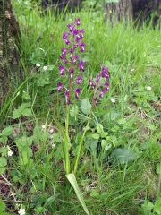 Anacamptis laxiflora (Lam.) R.M. Bateman, Pridgeon & M.W. Chase