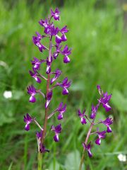 Anacamptis laxiflora (Lam.) R.M. Bateman, Pridgeon & M.W. Chase